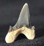 Cretalamna borealis (PRIEM 1897) - Bild &copy; FossNet FossilienStore